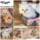 Persian Cats for sale in Lighthouse Point, FL, USA. price: $240,000