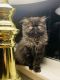 Persian Cats for sale in Bangor, ME 04401, USA. price: NA