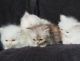 Persian Cats for sale in Los Angeles, CA 90023, USA. price: $1,100