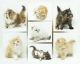 Persian Cats for sale in Mill Hall, PA 17751, USA. price: $1,350