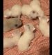 Persian Cats for sale in Athens, GA, USA. price: NA