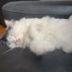 Persian Cats for sale in Long Island City, NY 11103, USA. price: $1,000