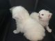 Persian Cats for sale in Winter Haven, FL 33881, USA. price: NA