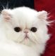 Persian Cats for sale in Greeley, CO, USA. price: $100,000