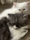 Persian Cats for sale in Roswell, GA, USA. price: NA