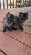 Persian Cats for sale in Bradley, IL, USA. price: NA
