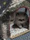 Persian Cats for sale in Deatsville, AL 36022, USA. price: $750