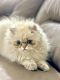 Persian Cats for sale in Irwindale, CA 91010, USA. price: NA