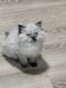 Persian Cats for sale in Cushing, OK 74023, USA. price: $600