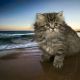 Persian Cats for sale in St. Augustine, FL, USA. price: NA