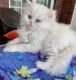 Persian Cats for sale in Houston, TX 77015, USA. price: $550