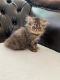 Persian Cats for sale in Hercules, CA, USA. price: $1,000