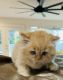 Persian Cats for sale in Pensacola, FL, USA. price: NA
