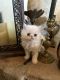 Persian Cats for sale in Los Angeles, CA, USA. price: $2,500