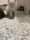 Persian Cats for sale in Plano, TX, USA. price: $1,000