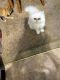 Persian Cats for sale in Colorado Springs, CO, USA. price: NA
