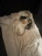 Persian Cats for sale in Cleveland, TX, USA. price: NA