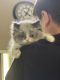 Persian Cats for sale in Rochester Hills, MI, USA. price: $1,200
