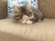 Persian Cats for sale in Ocean Shores, WA 98569, USA. price: NA