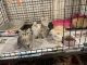 Persian Cats for sale in Vancouver, WA 98661, USA. price: NA
