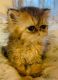 Persian Cats for sale in West Palm Beach, FL, USA. price: $2,600