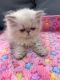 Persian Cats for sale in West Palm Beach, FL, USA. price: $2,400