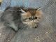 Persian Cats for sale in Alameda, CA, USA. price: $2,800