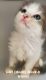 Persian Cats for sale in Orlando, FL, USA. price: $800