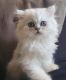 Persian Cats for sale in West Palm Beach, FL, USA. price: $2,000