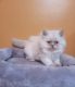 Persian Cats for sale in Muscle Shoals, AL 35661, USA. price: $850