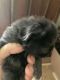 Persian Cats for sale in West Bridgewater, MA, USA. price: NA