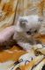 Persian Cats for sale in Thomaston, CT, USA. price: NA