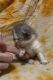 Persian Cats for sale in Thomaston, CT, USA. price: $1,000