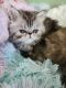 Persian Cats for sale in Grand Rapids, MI, USA. price: NA