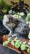 Persian Cats for sale in Choctaw, OK 73020, USA. price: NA