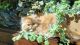 Persian Cats for sale in Choctaw, OK 73020, USA. price: $1,000