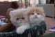 Persian Cats for sale in Peoria, AZ, USA. price: $1,500