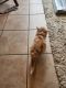 Persian Cats for sale in Crofton, MD, USA. price: $1,500