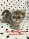 Persian Cats for sale in Fort Lauderdale, FL, USA. price: $2,500