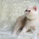 Persian Cats for sale in East Los Angeles, CA, USA. price: NA