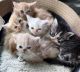 Persian Cats for sale in Roanoke, VA, USA. price: NA