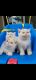 Persian Cats for sale in Vancouver, WA, USA. price: NA