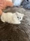 Persian Cats for sale in Moreno Valley, CA, USA. price: $1,500