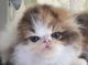 Persian Cats for sale in Fleetwood, PA 19522, USA. price: NA