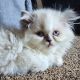 Persian Cats for sale in Franklin, PA 16323, USA. price: NA
