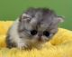 Persian Cats for sale in Siesta Key, FL 34242, USA. price: $3,000