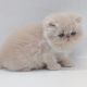 Persian Cats for sale in Garner Ln, Pinehurst, NC 28374, USA. price: $450