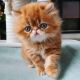 Persian Cats for sale in Salinas Dr, Vacaville, CA 95688, USA. price: $450