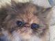 Persian Cats for sale in Fleetwood, PA 19522, USA. price: $1,800