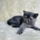 Persian Cats for sale in Carolina Beach, NC 28428, USA. price: $900